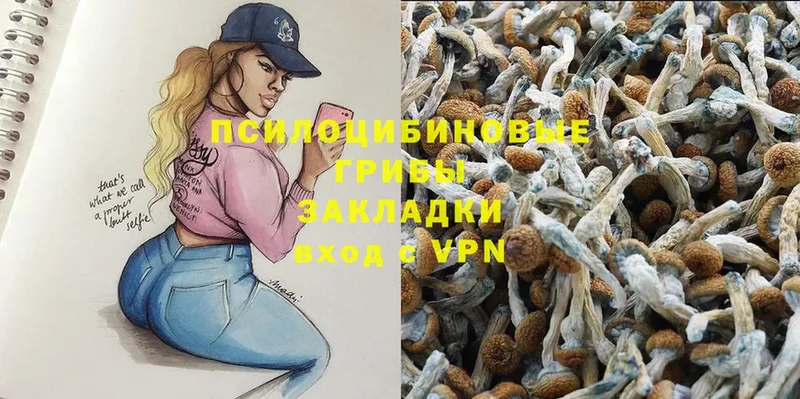 купить наркоту  Верещагино  Галлюциногенные грибы Psilocybe 